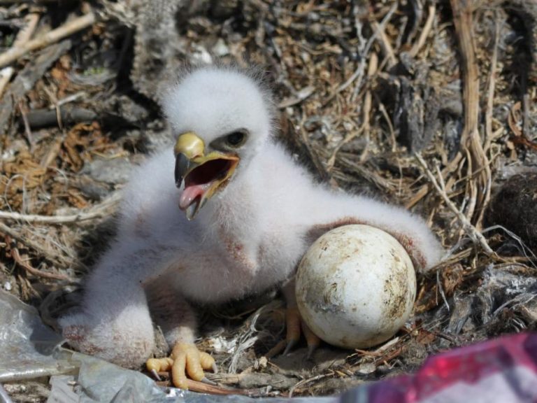 Burung Gagak dan Perumpamaan Rezeki