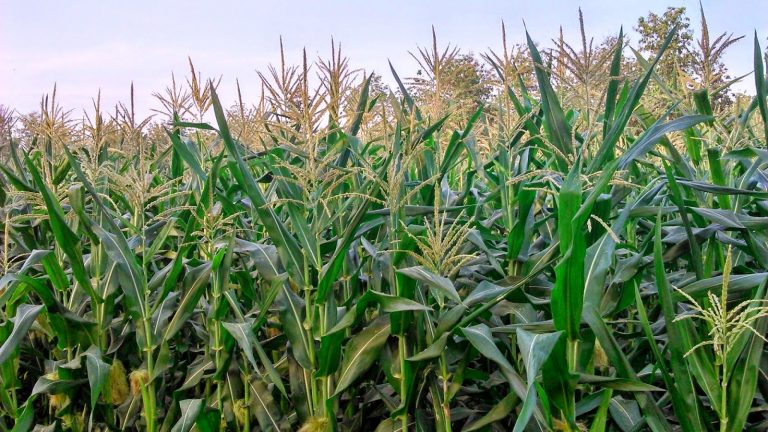 Sholehkanlah Juga Anak Tetangga Anda