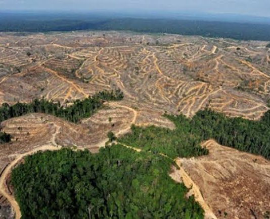 Deforestasi itu Biasa, Negara Lain juga Menebang Hutan